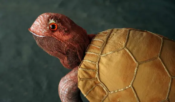 Die Schildkröte hat Geburtstag